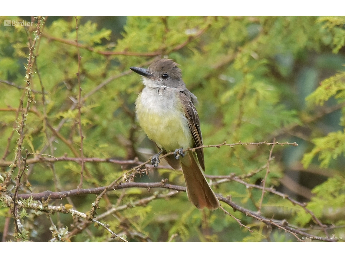 Myiarchus tyrannulus