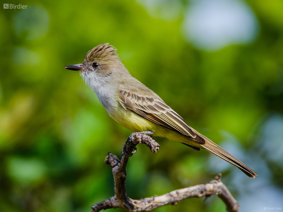 Myiarchus tyrannulus