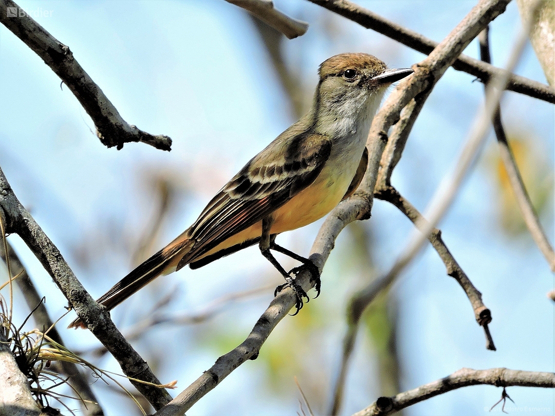 Myiarchus tyrannulus