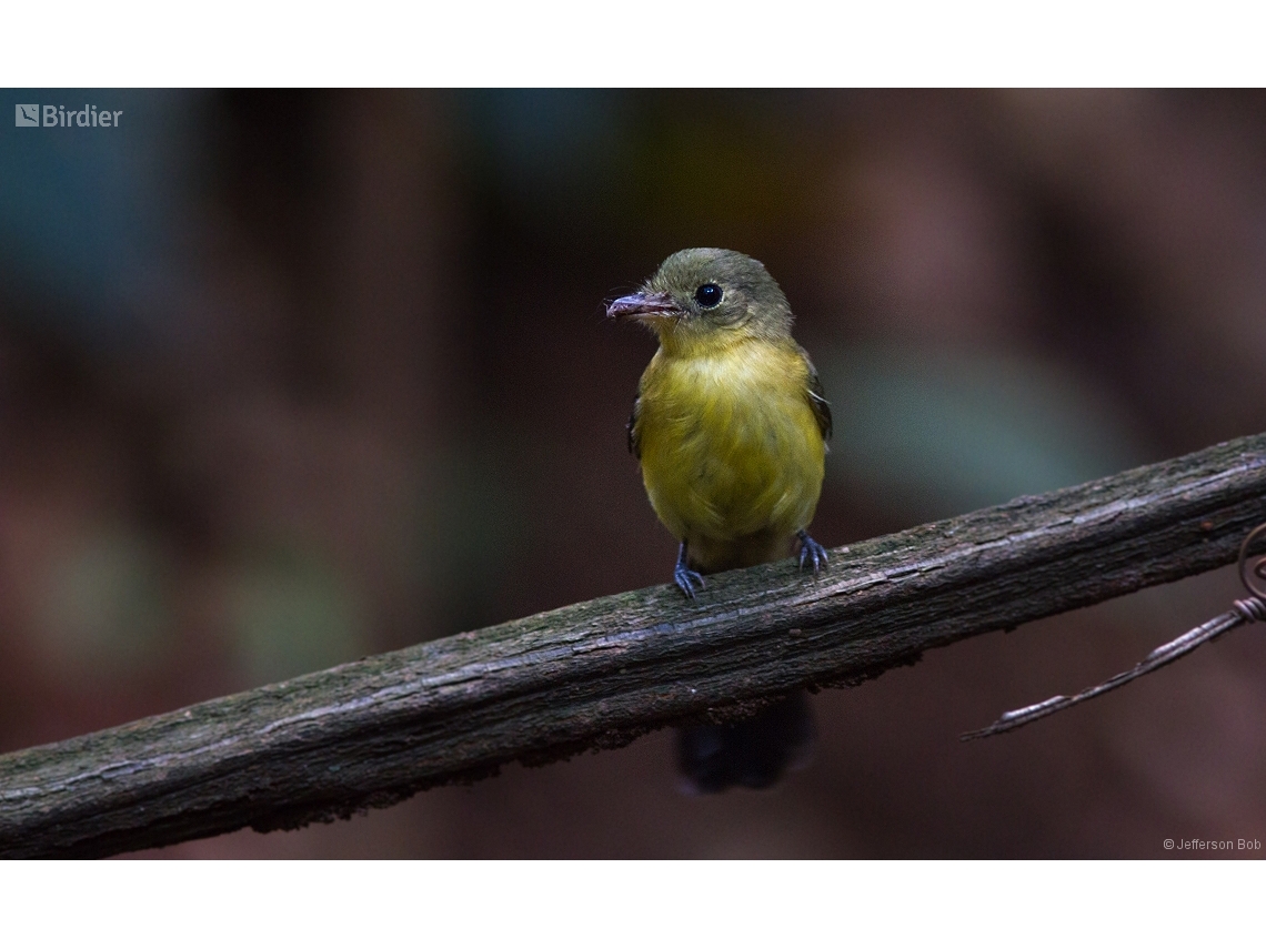 Myiobius atricaudus