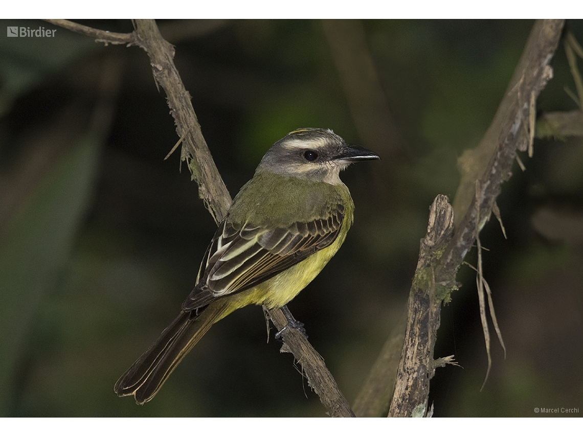 Myiodynastes chrysocephalus