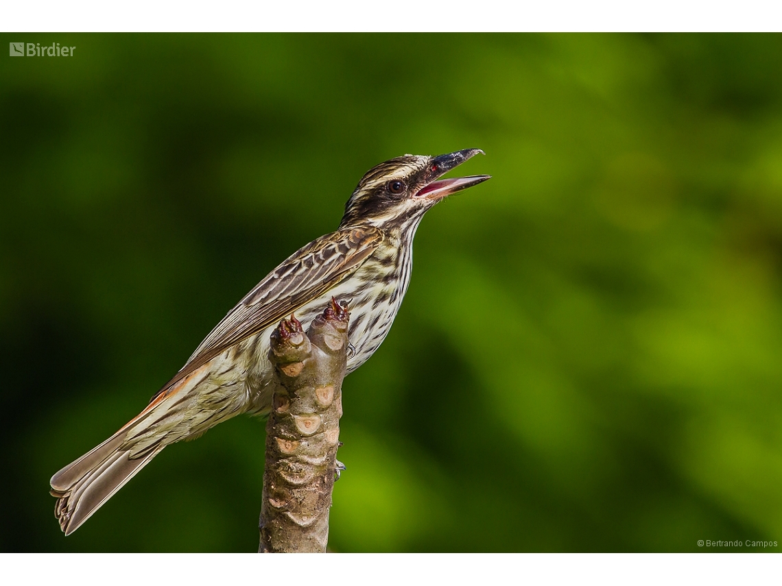 Myiodynastes maculatus