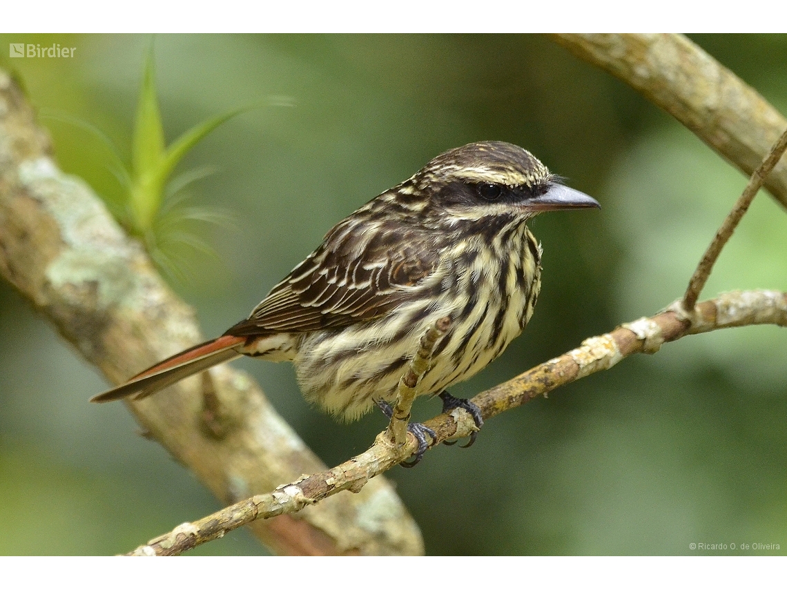 Myiodynastes maculatus
