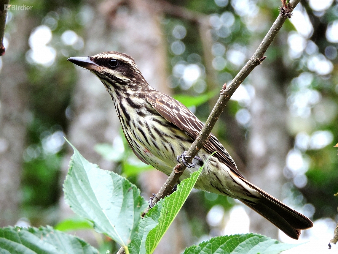 Myiodynastes maculatus