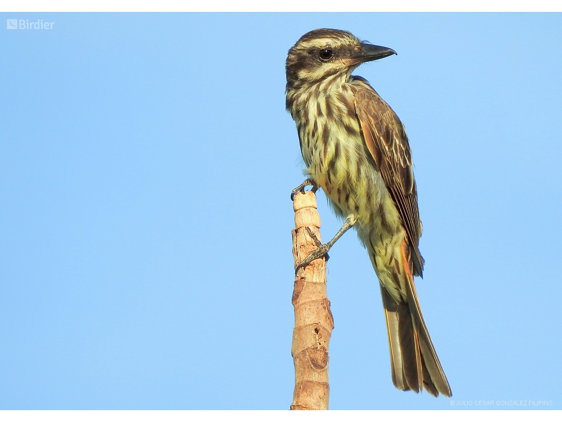 Myiodynastes maculatus