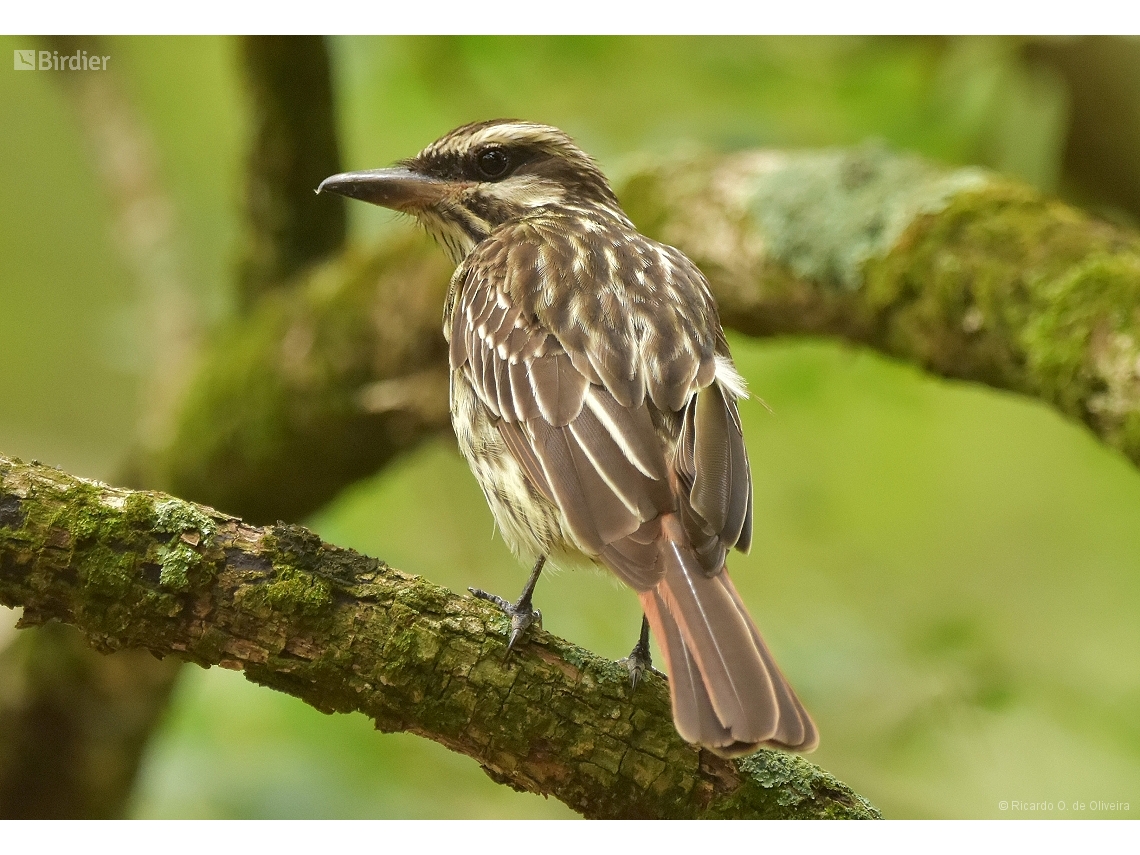 Myiodynastes maculatus