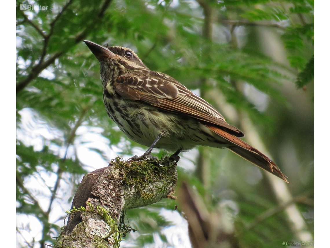 Myiodynastes maculatus