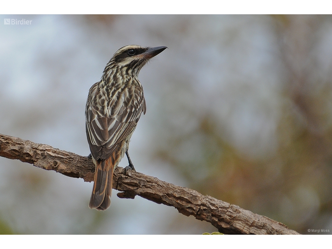 Myiodynastes maculatus