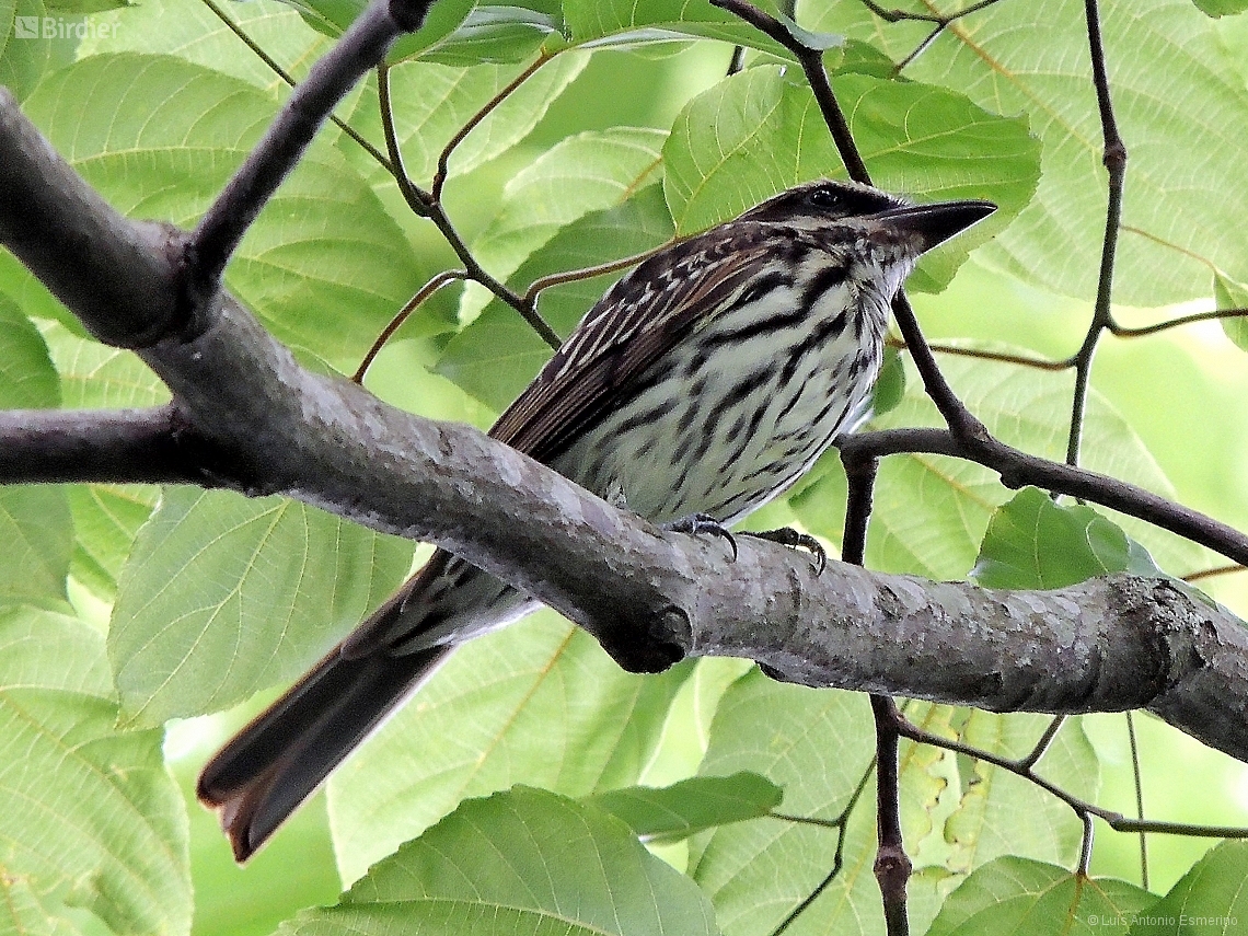 Myiodynastes maculatus