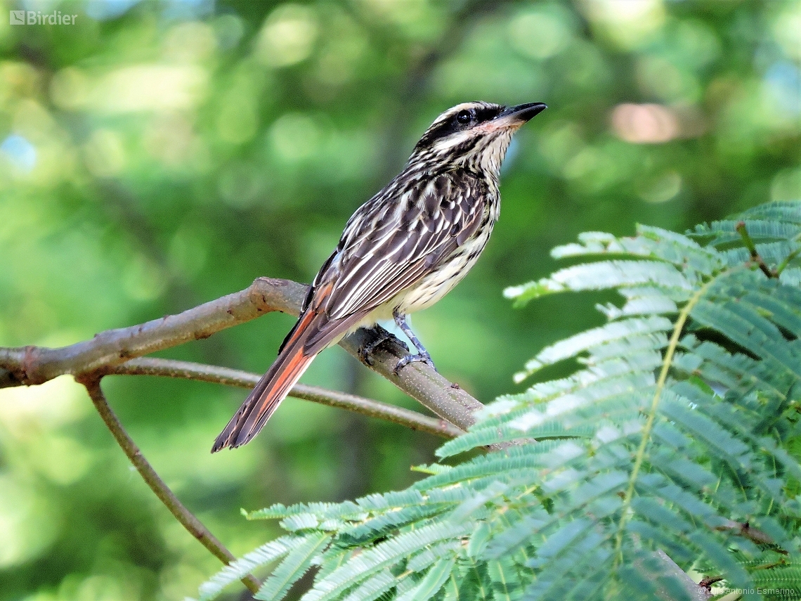 Myiodynastes maculatus