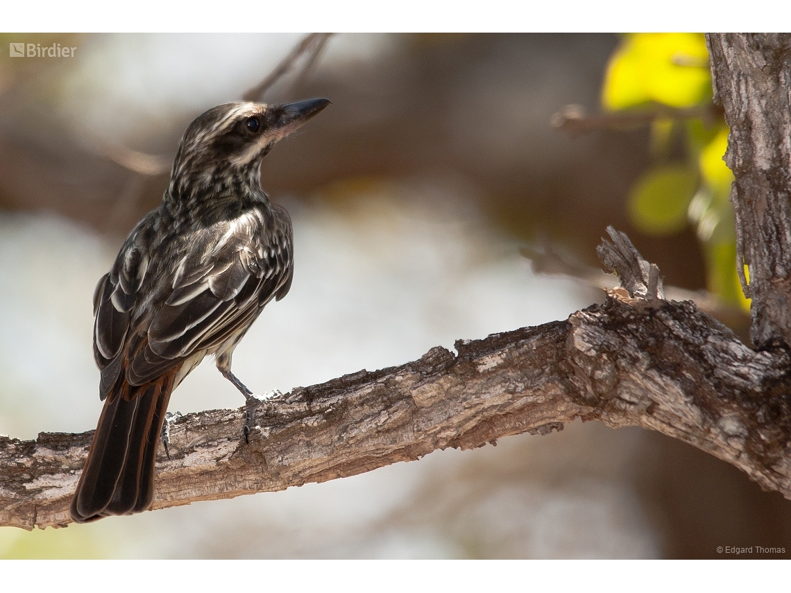 Myiodynastes maculatus