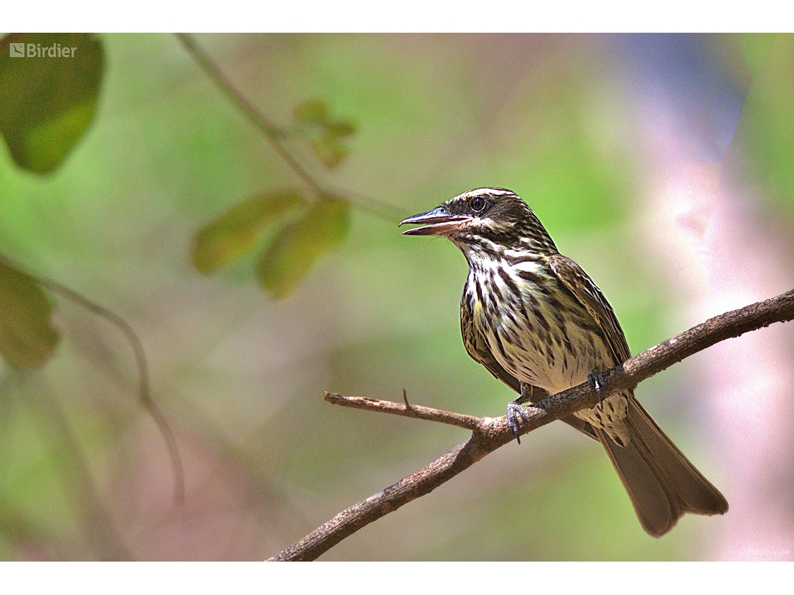 Myiodynastes maculatus