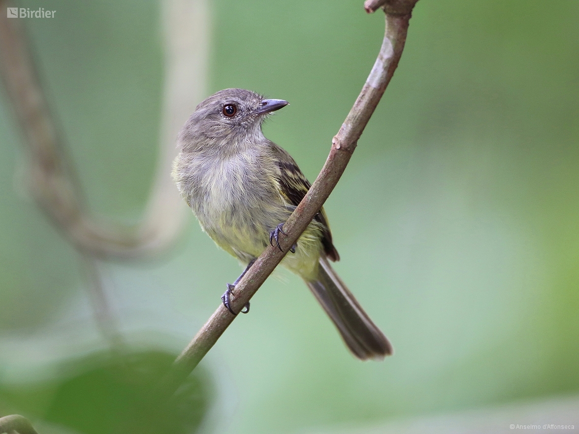 Myiopagis flavivertex