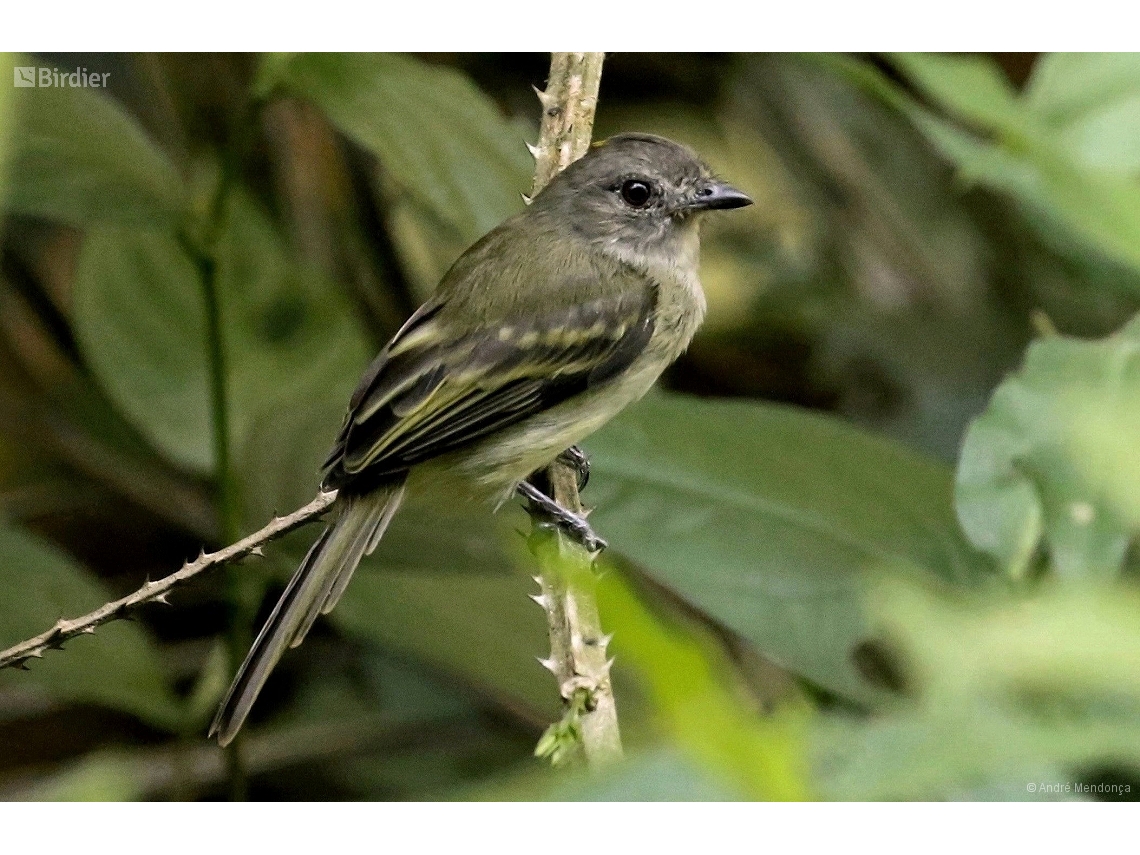 Myiopagis flavivertex