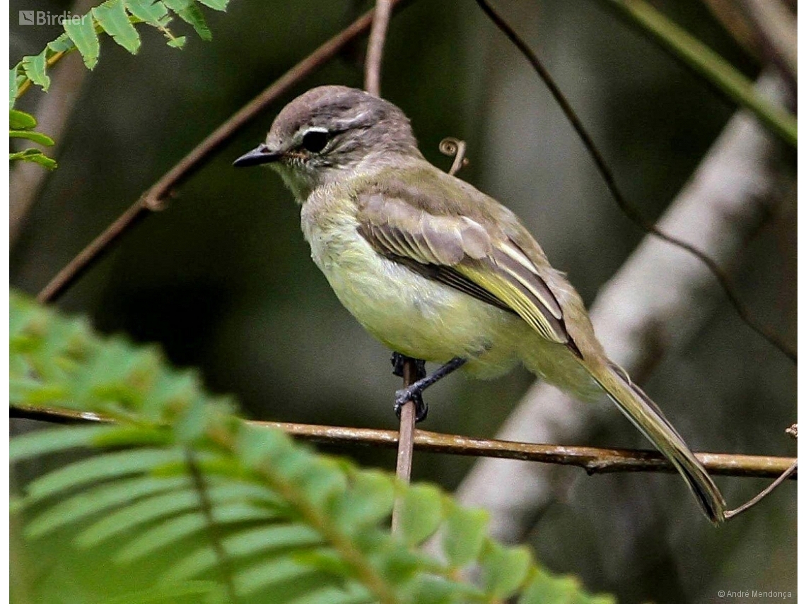 Myiopagis gaimardii