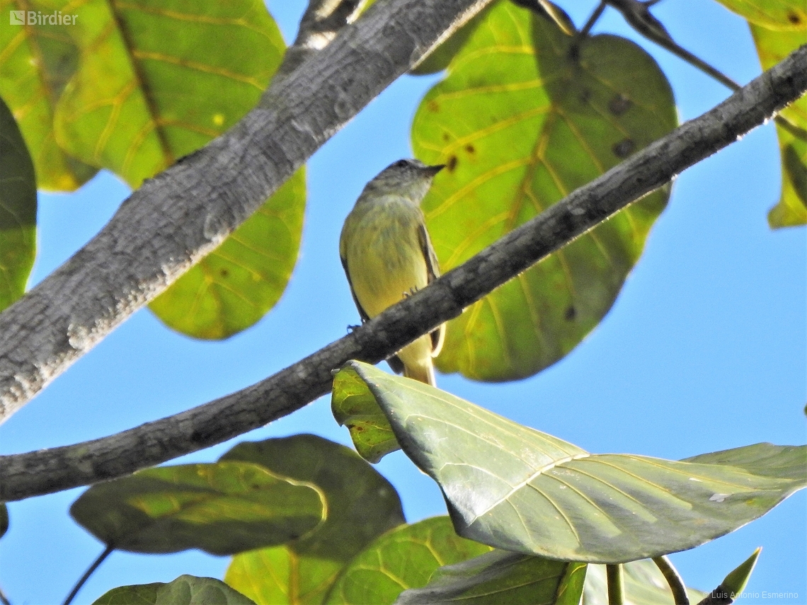 Myiopagis gaimardii