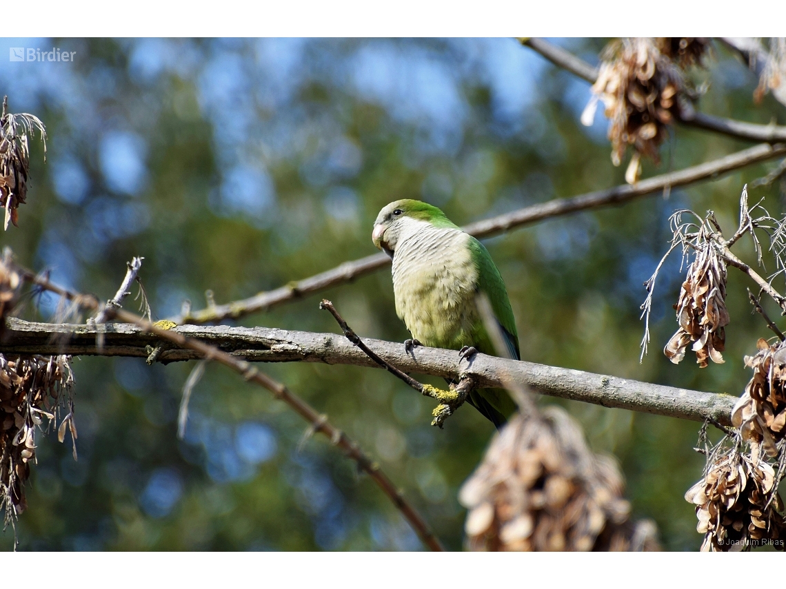 Myiopsitta monachus