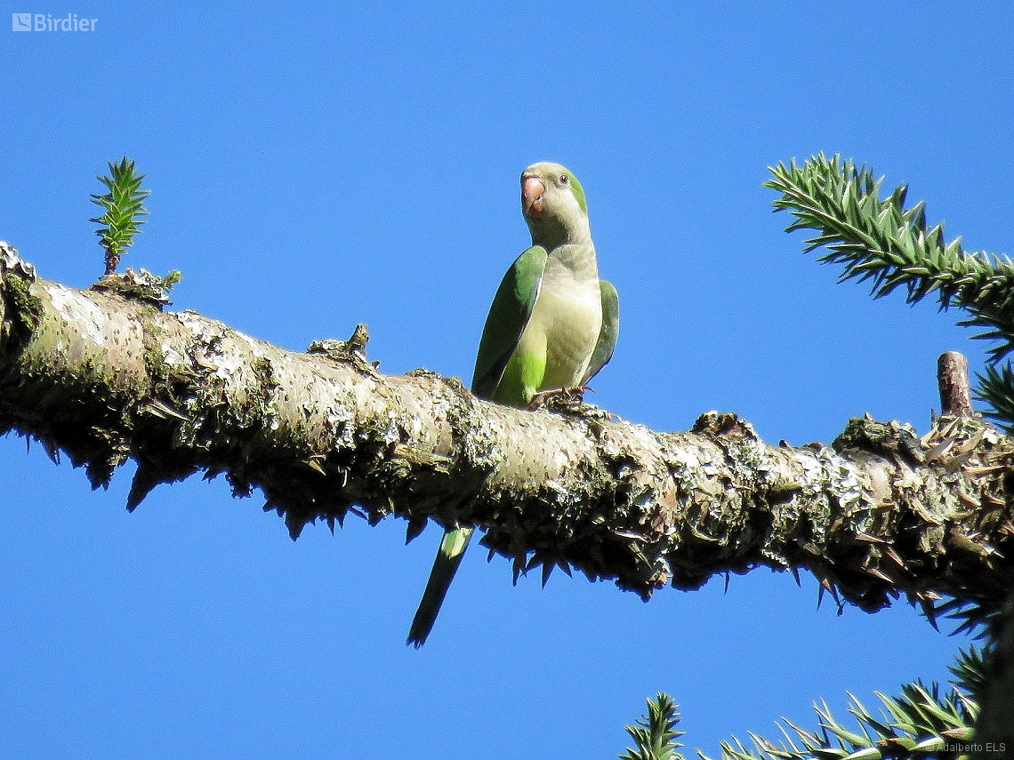 Myiopsitta monachus