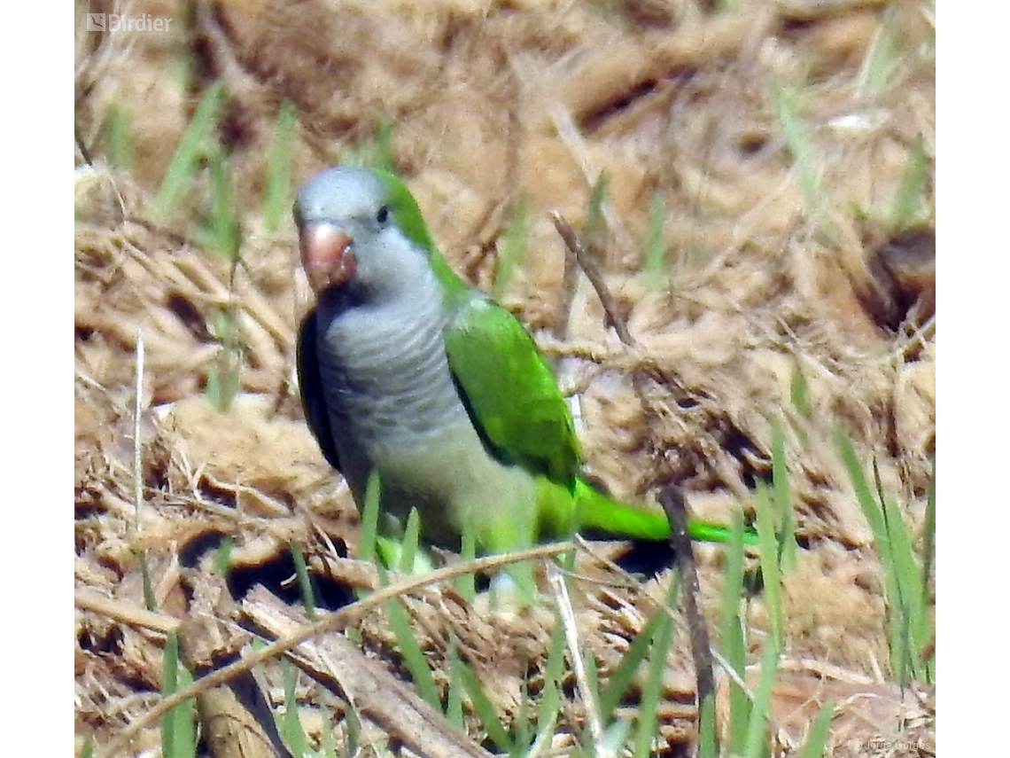 Myiopsitta monachus