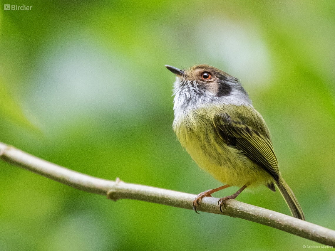 Myiornis auricularis