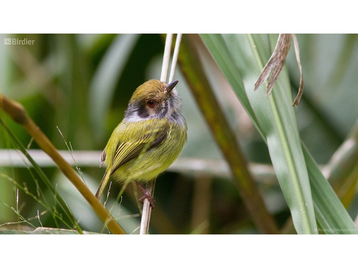 Myiornis auricularis