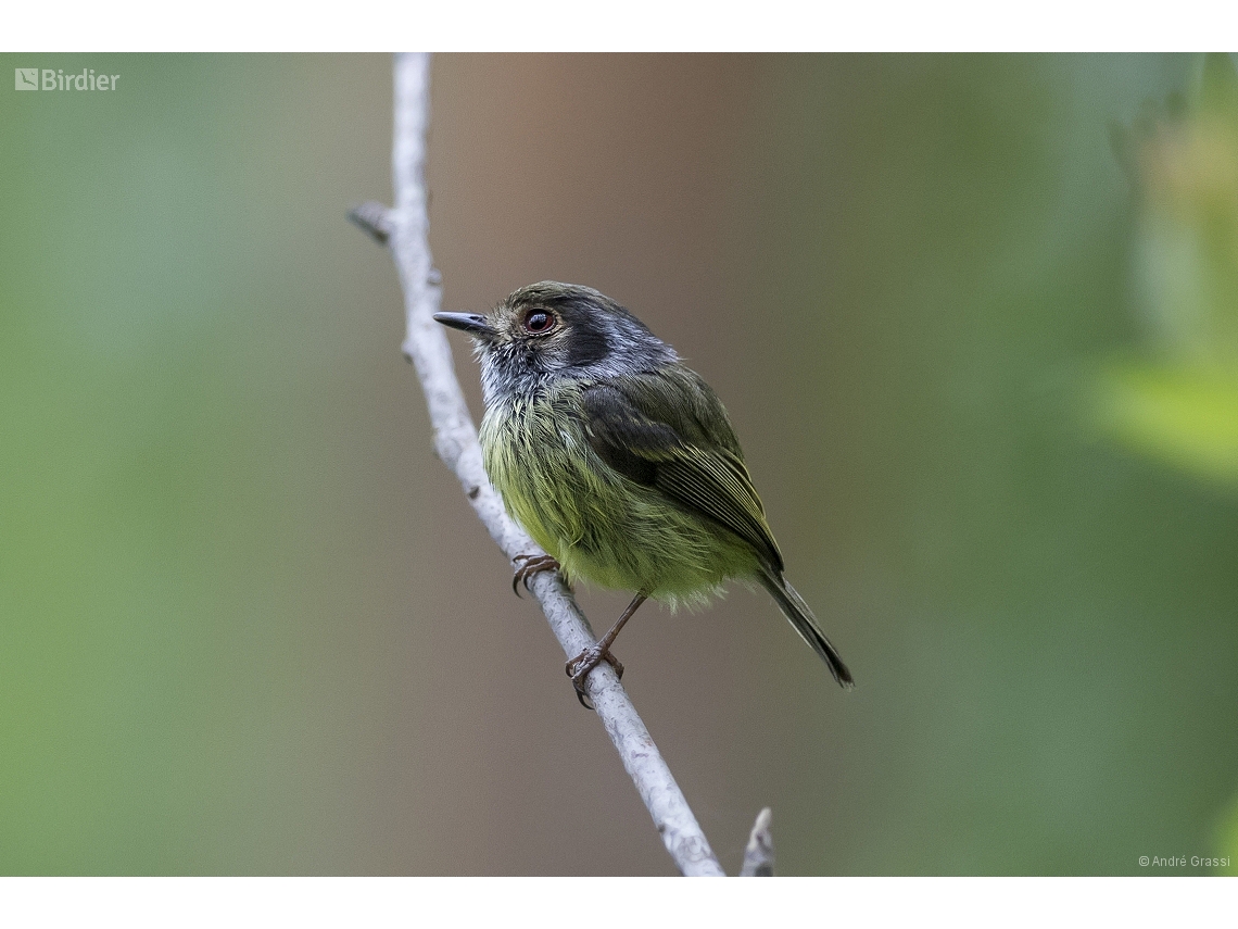 Myiornis auricularis