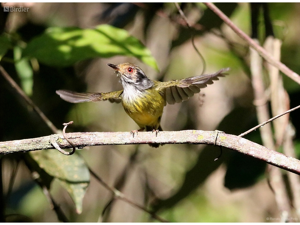 Myiornis auricularis