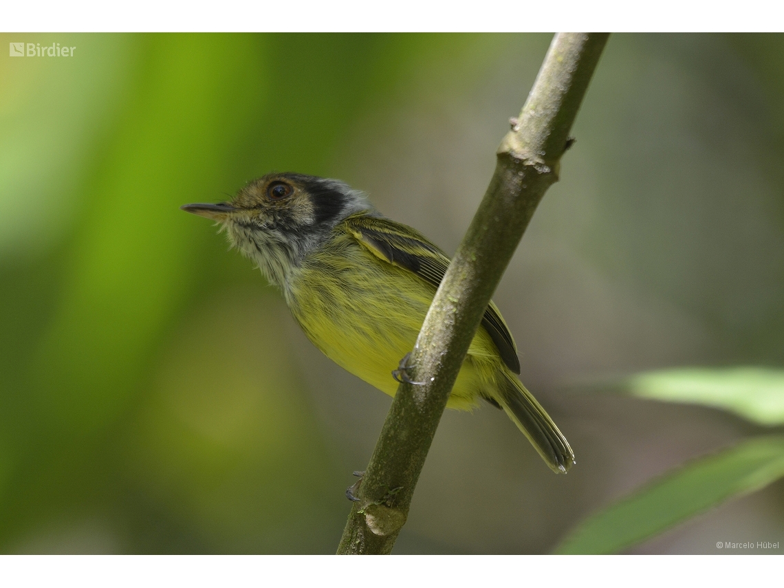 Myiornis auricularis