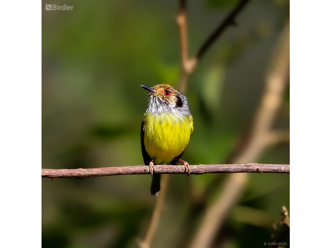 Myiornis auricularis