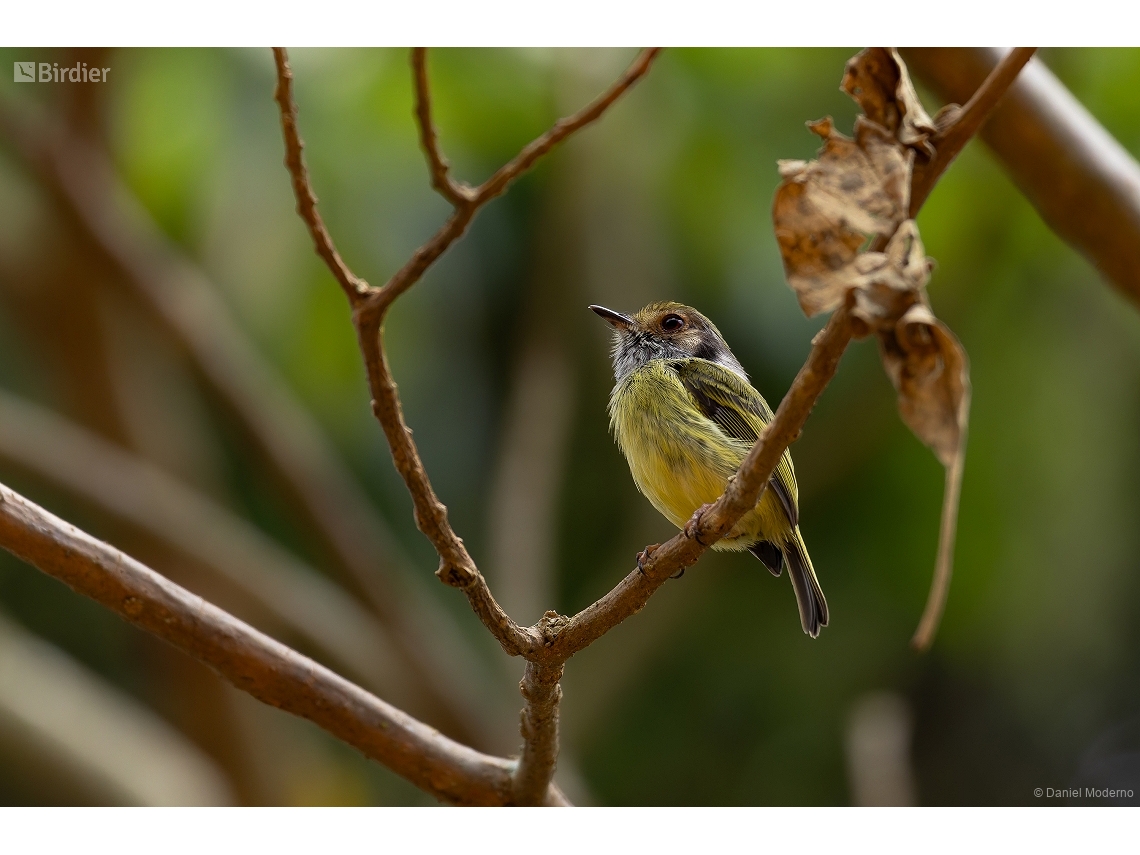 Myiornis auricularis