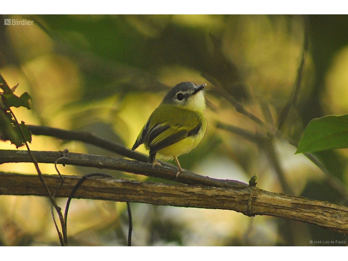 Myiornis ecaudatus