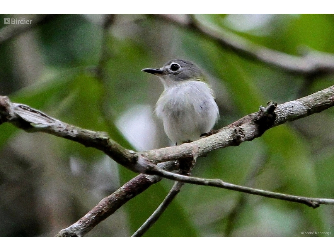 Myiornis ecaudatus