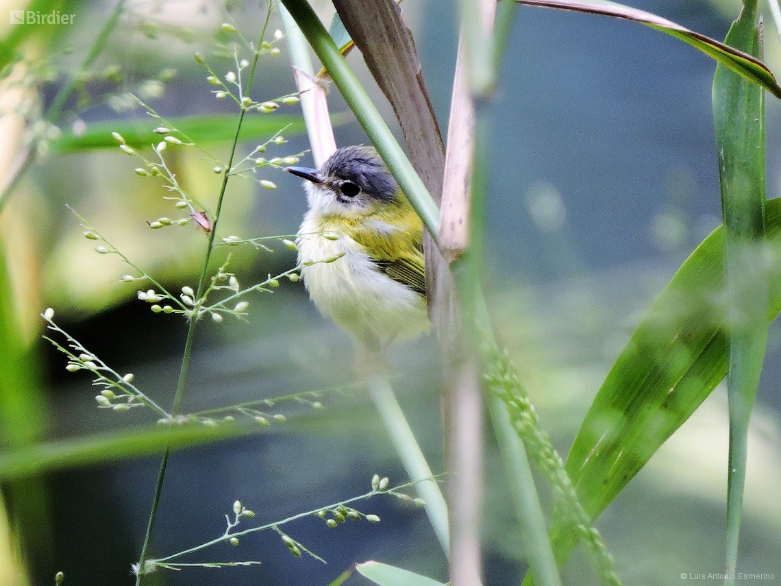 Myiornis ecaudatus