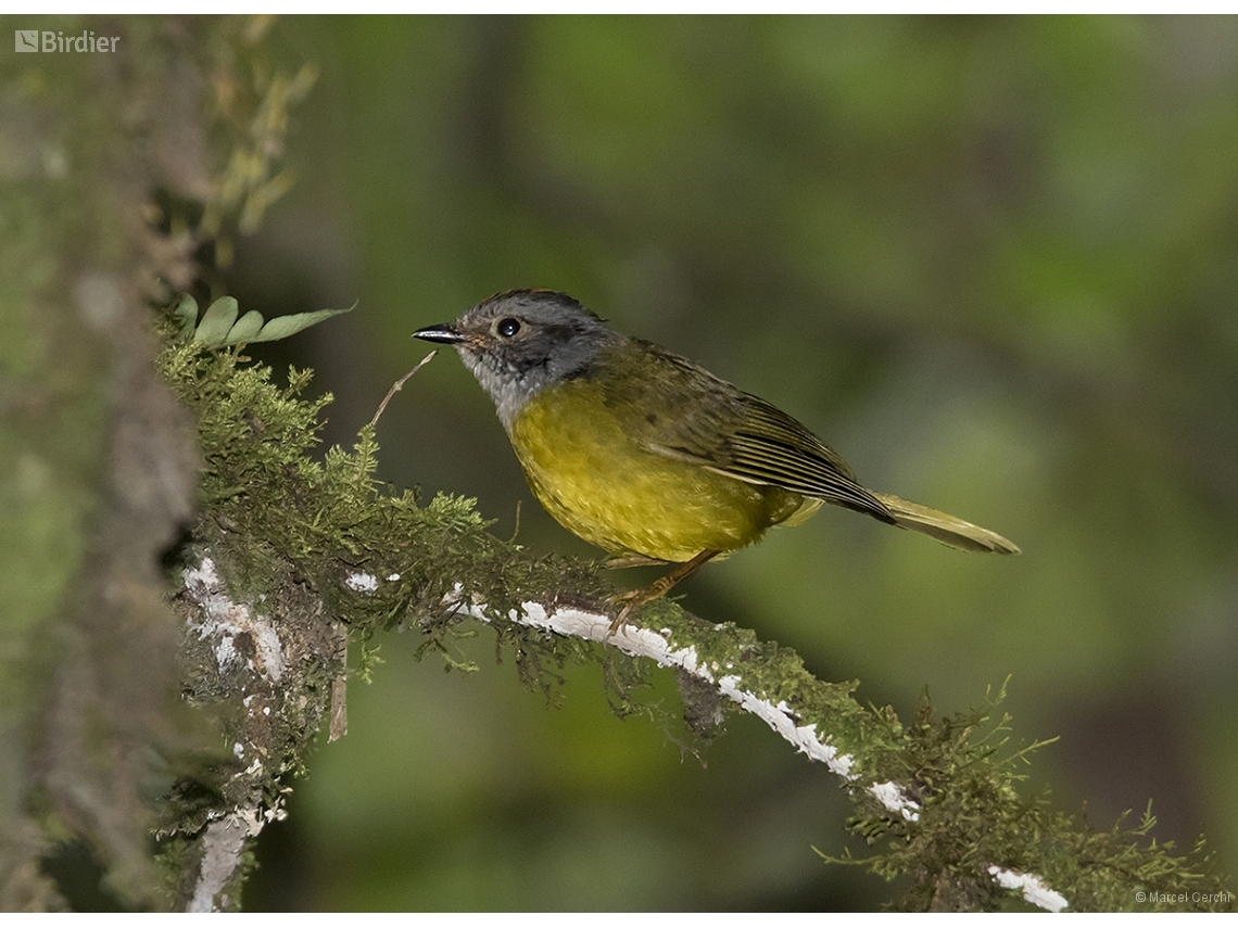 Myiothlypis coronata