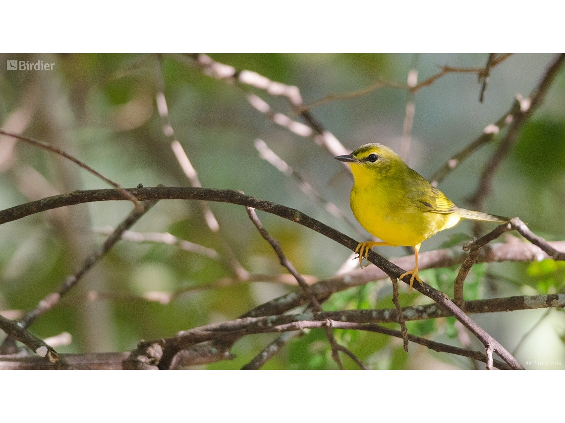 Myiothlypis flaveola