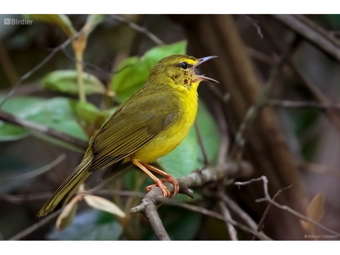 Myiothlypis flaveola