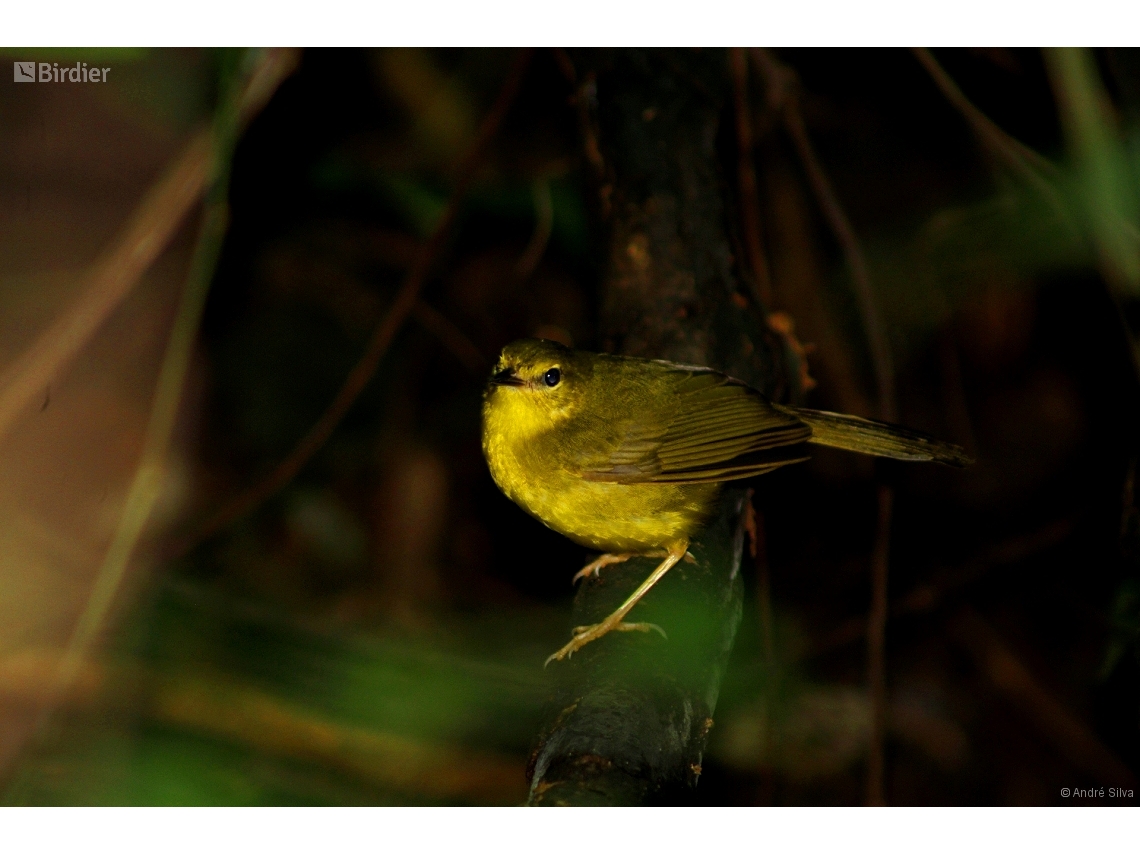 Myiothlypis flaveola