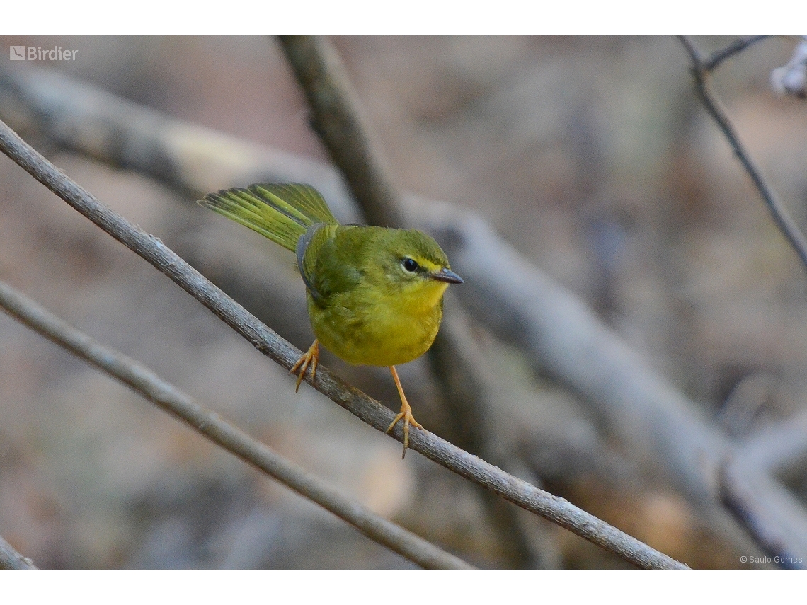 Myiothlypis flaveola