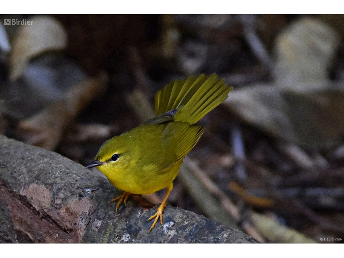 Myiothlypis flaveola