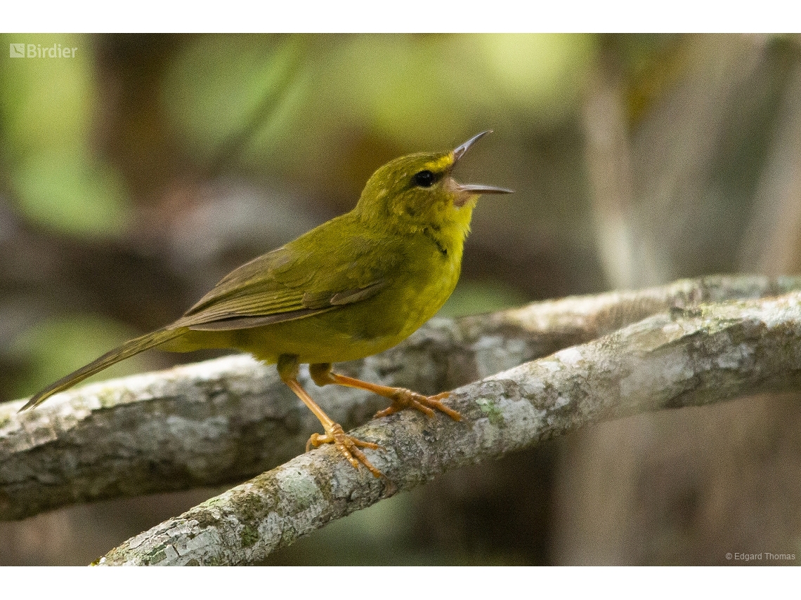Myiothlypis flaveola