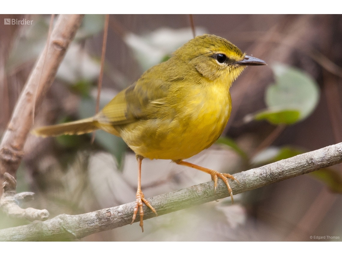Myiothlypis flaveola