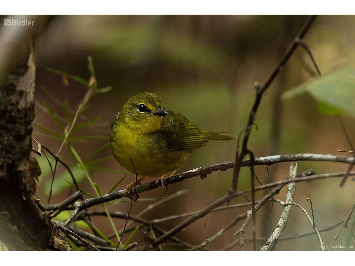 Myiothlypis flaveola