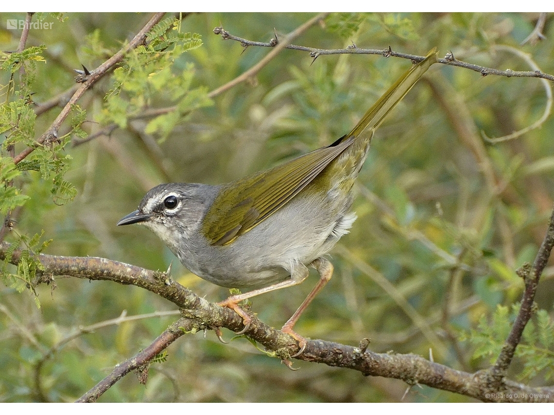 Myiothlypis leucoblephara