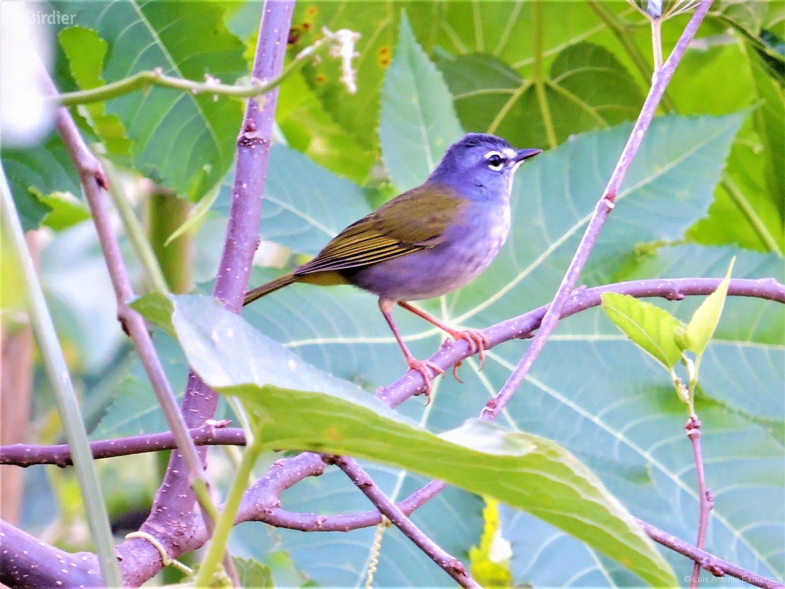 Myiothlypis leucoblephara