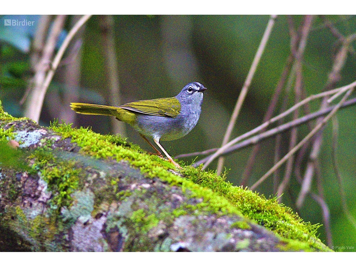 Myiothlypis leucoblephara