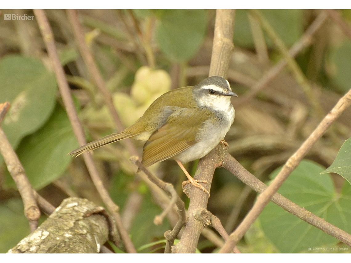 Myiothlypis leucophrys