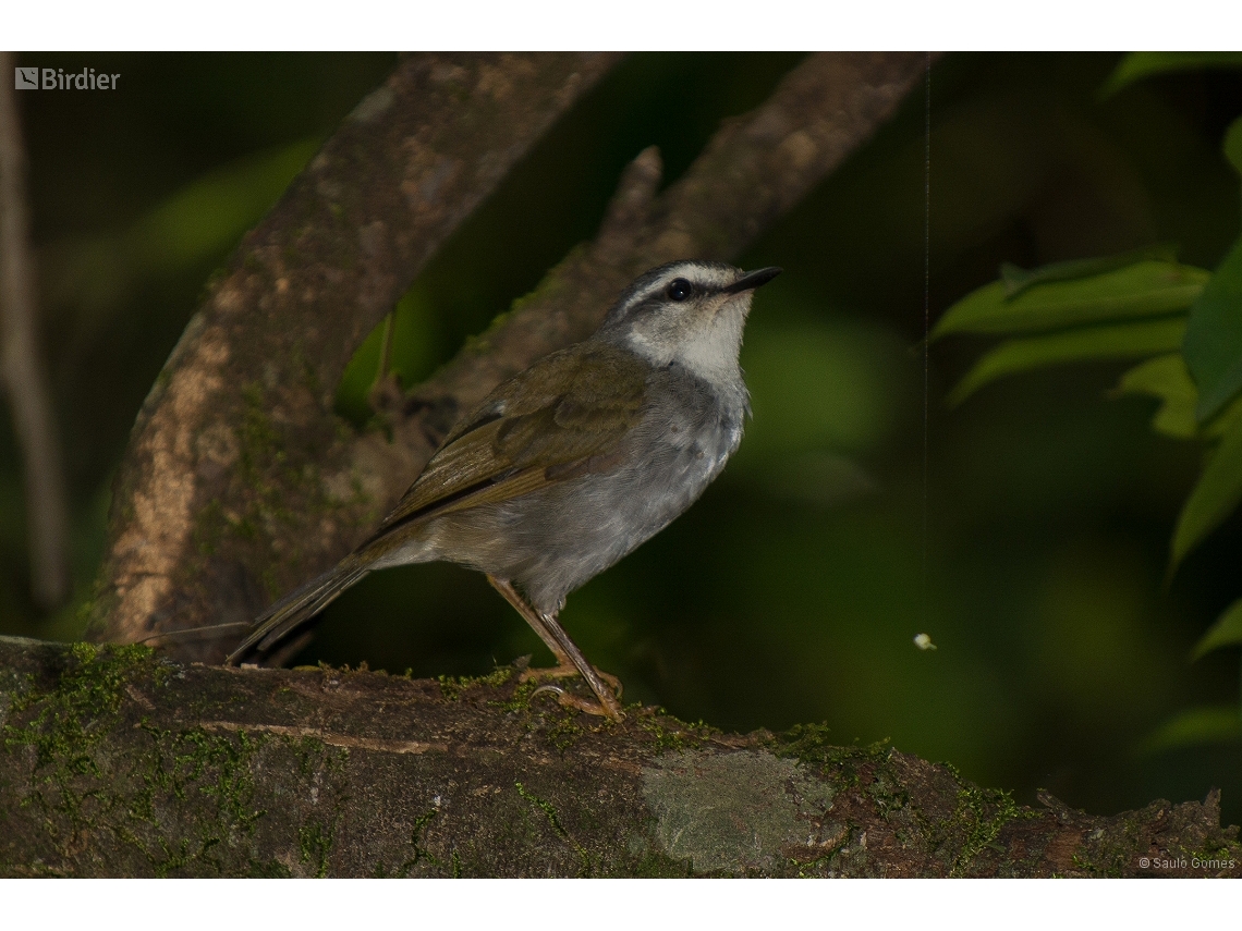 Myiothlypis leucophrys