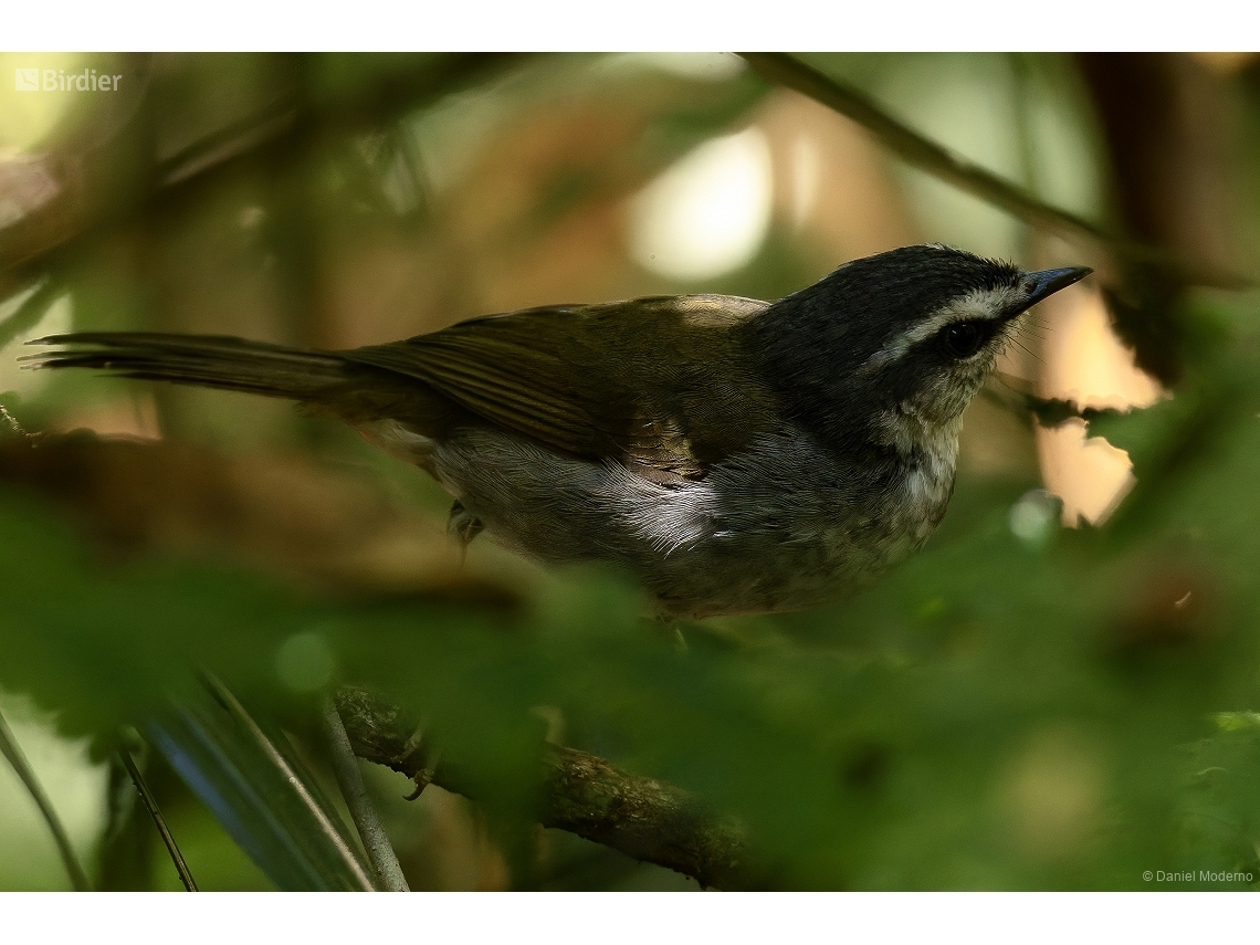 Myiothlypis leucophrys