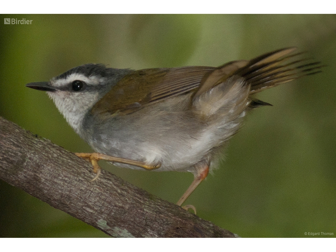 Myiothlypis leucophrys