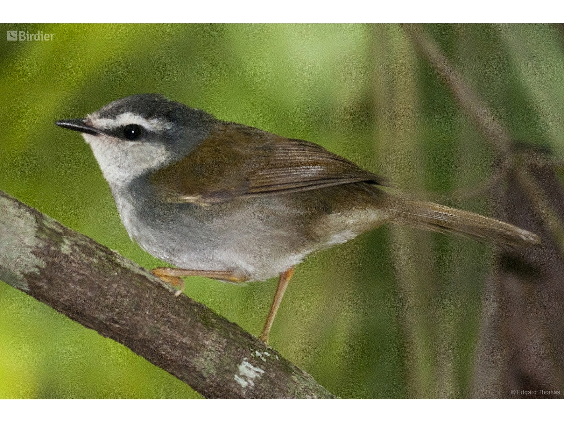 Myiothlypis leucophrys